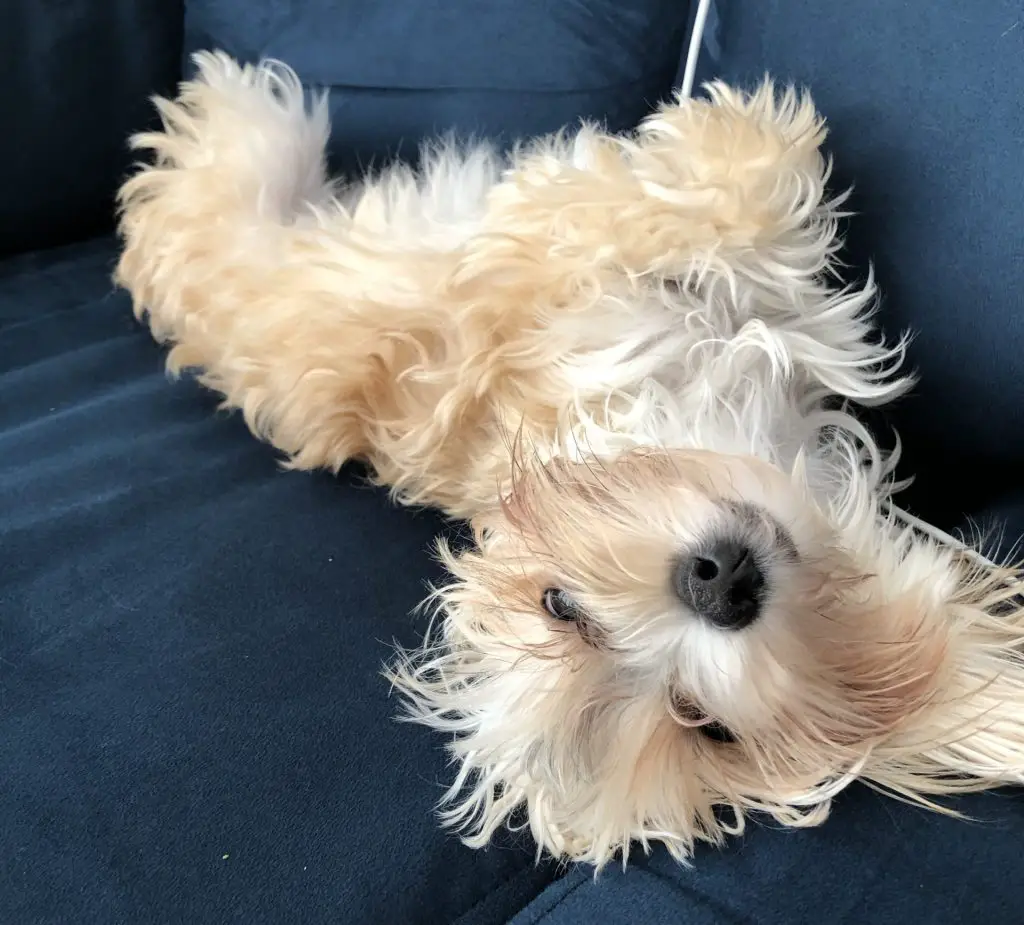 Happy Morkie dog laying on couch