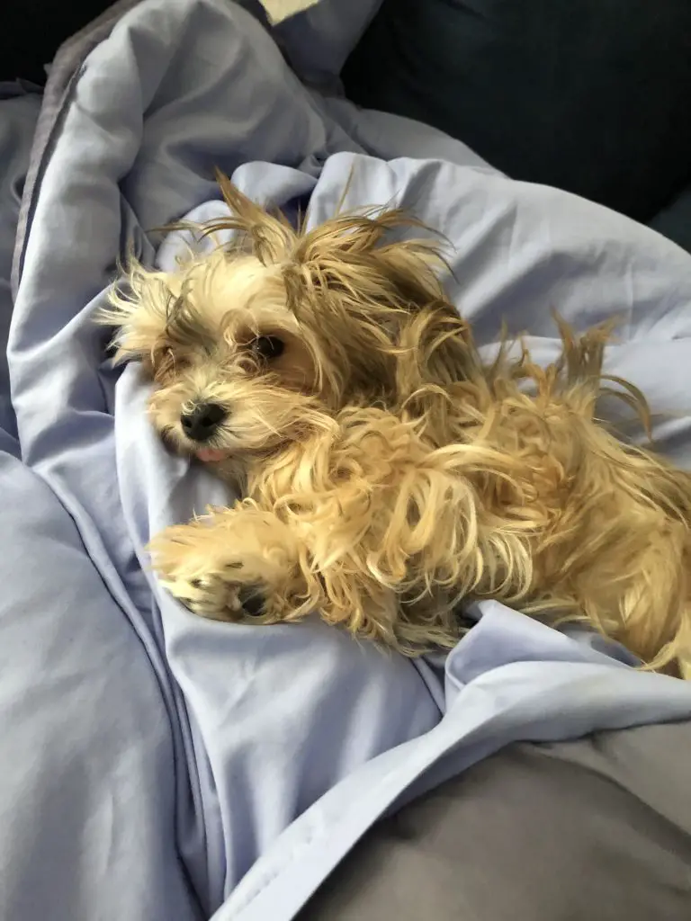 Morkie dog laying in bed