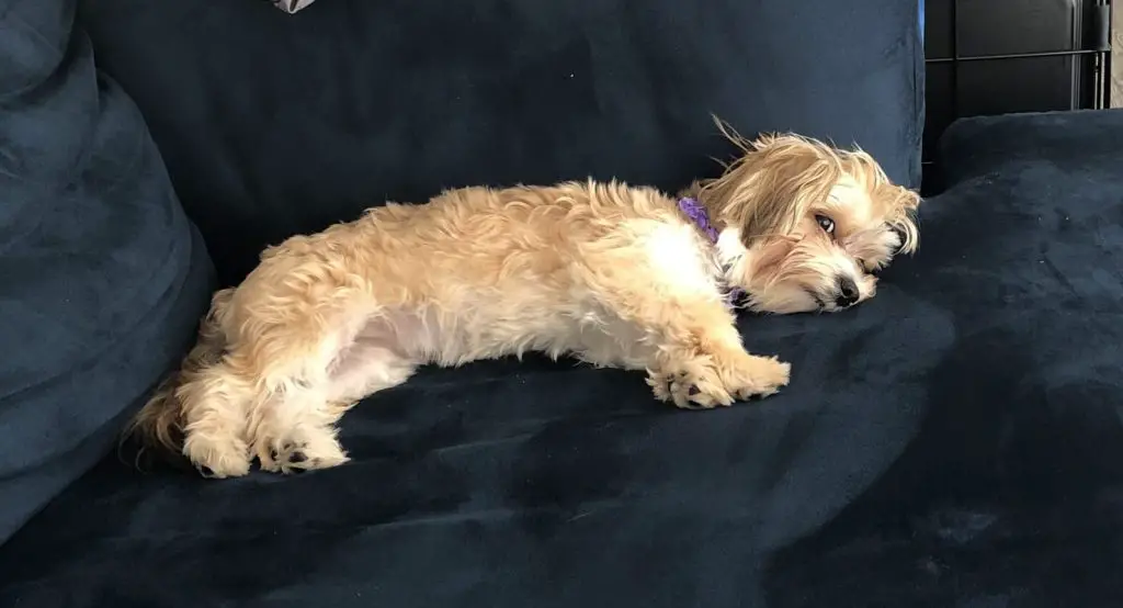 Morkie dog laying on a couch
