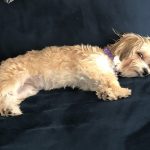 Morkie dog laying on a couch