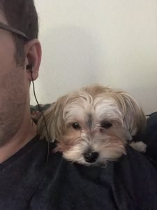 Morkie on laying on my shoulder