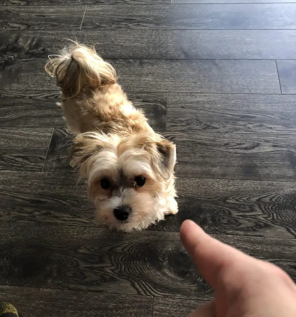 Pointing finger at a Morkie