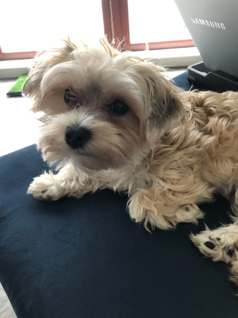 Morkie on couch