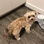 Morkie looking to be feed