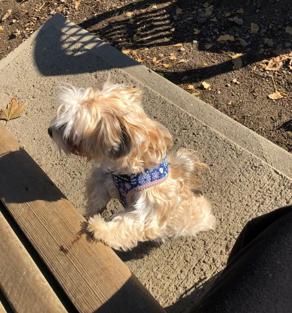 Morkie at the park